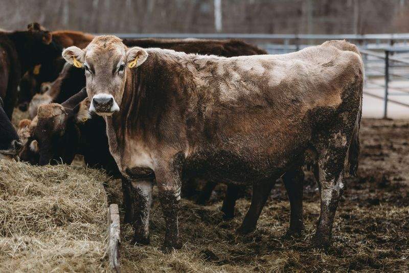 Greenfield Dairy Co.