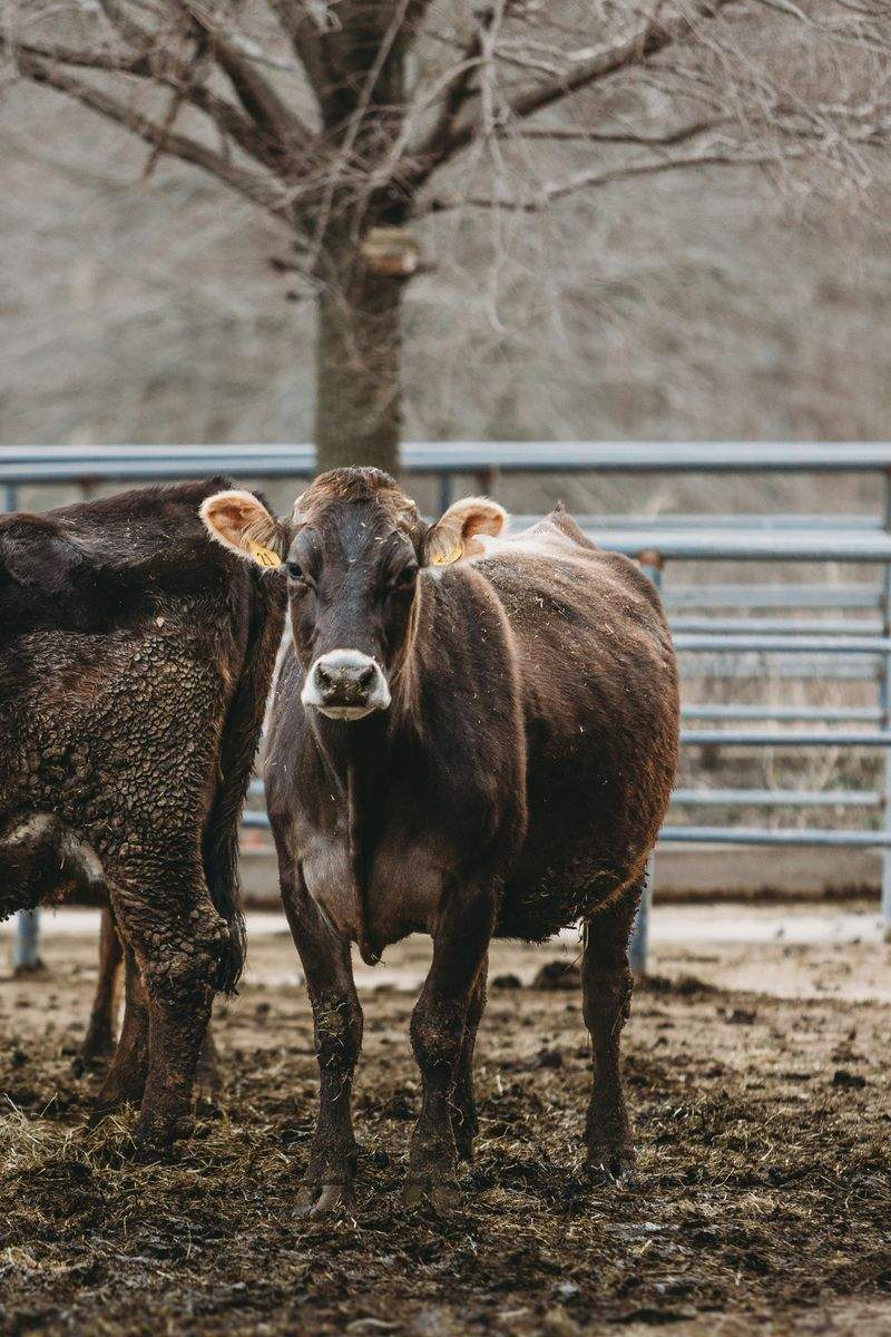 Greenfield Dairy Co.