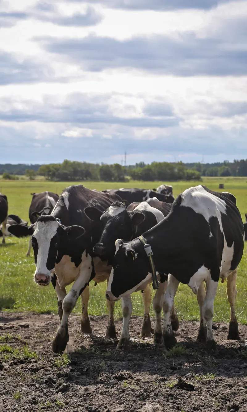Greenfield Dairy Co. 10