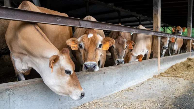 Greenfield Dairy Co. 11