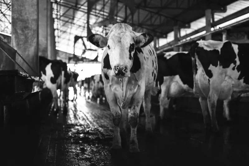 Greenfield Dairy Co. 14