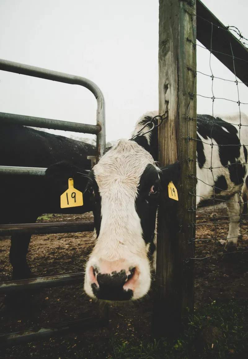 Greenfield Dairy Co. 4
