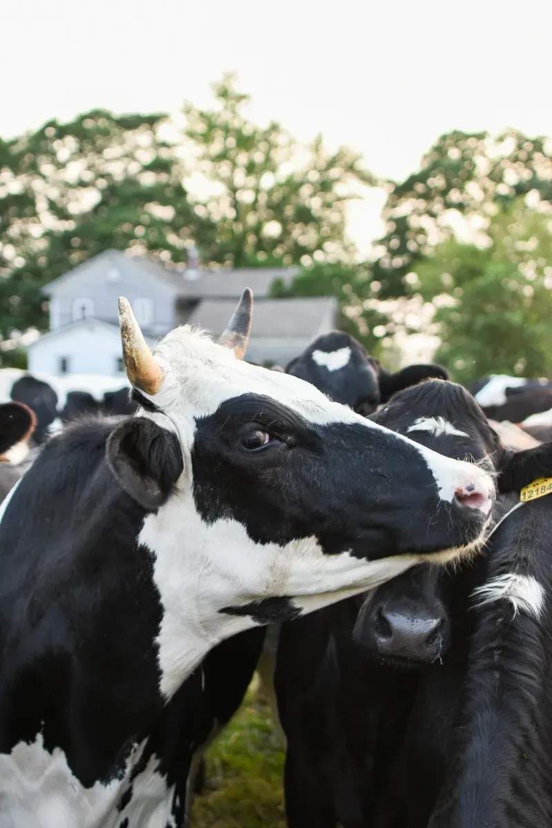 Greenfield Dairy Co. 5