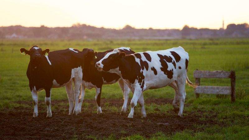 Greenfield Dairy Co. 8