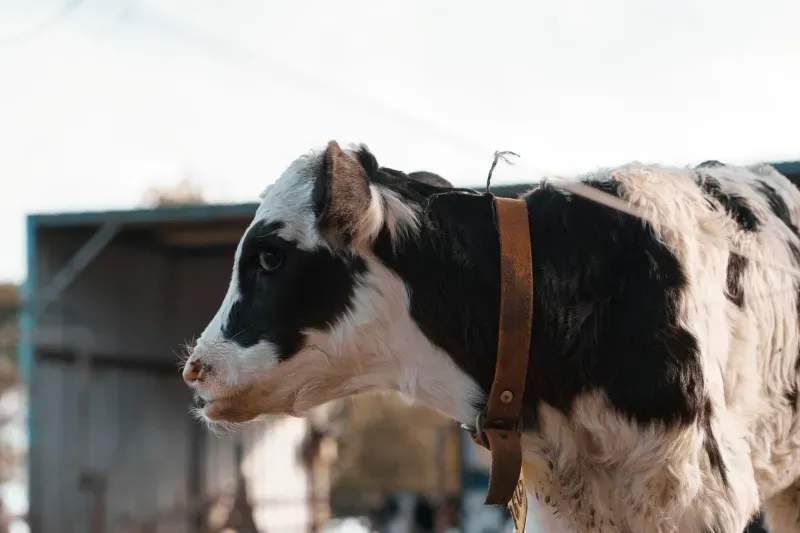 Greenfield Dairy Co. 9