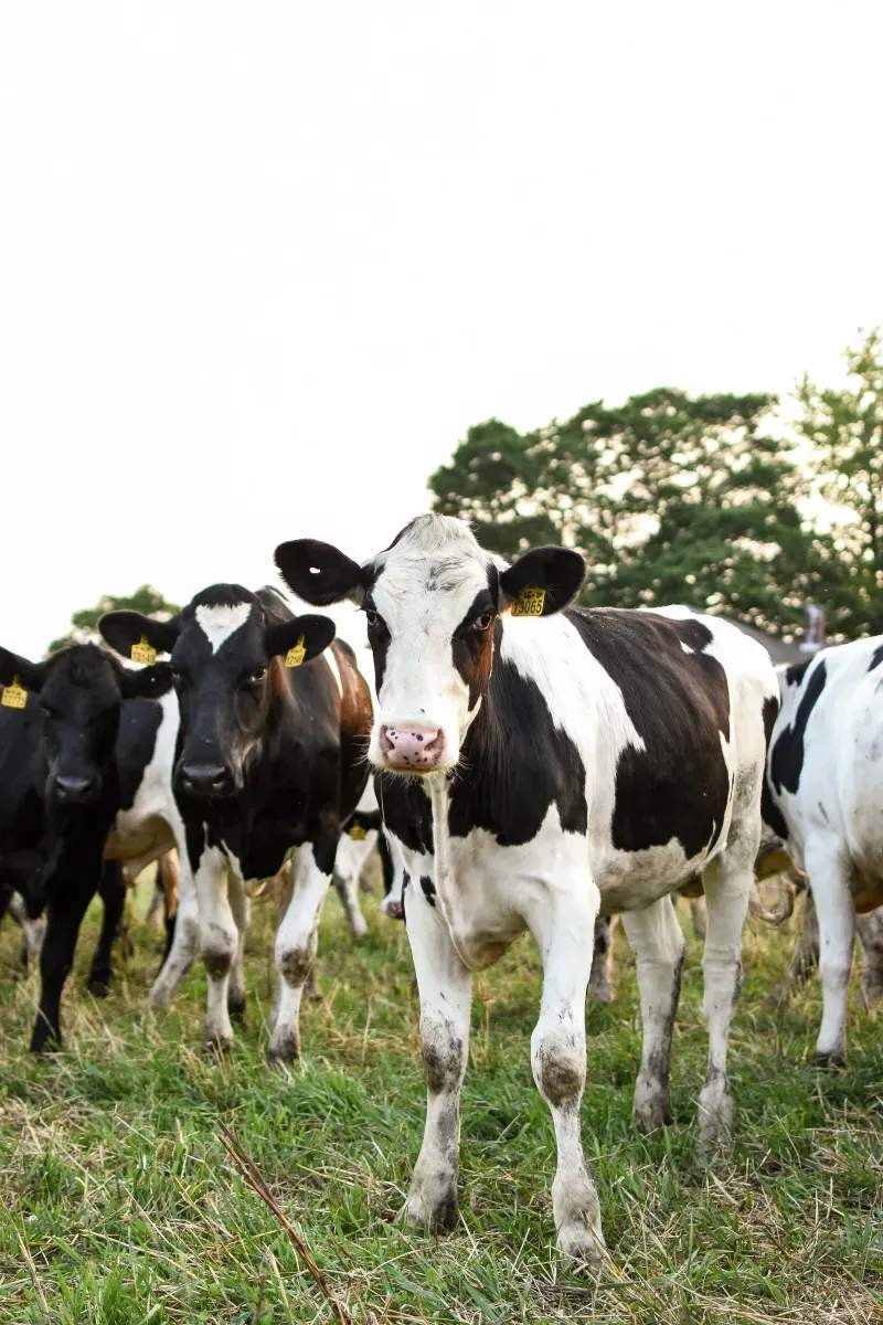 Greenfield Dairy Co.