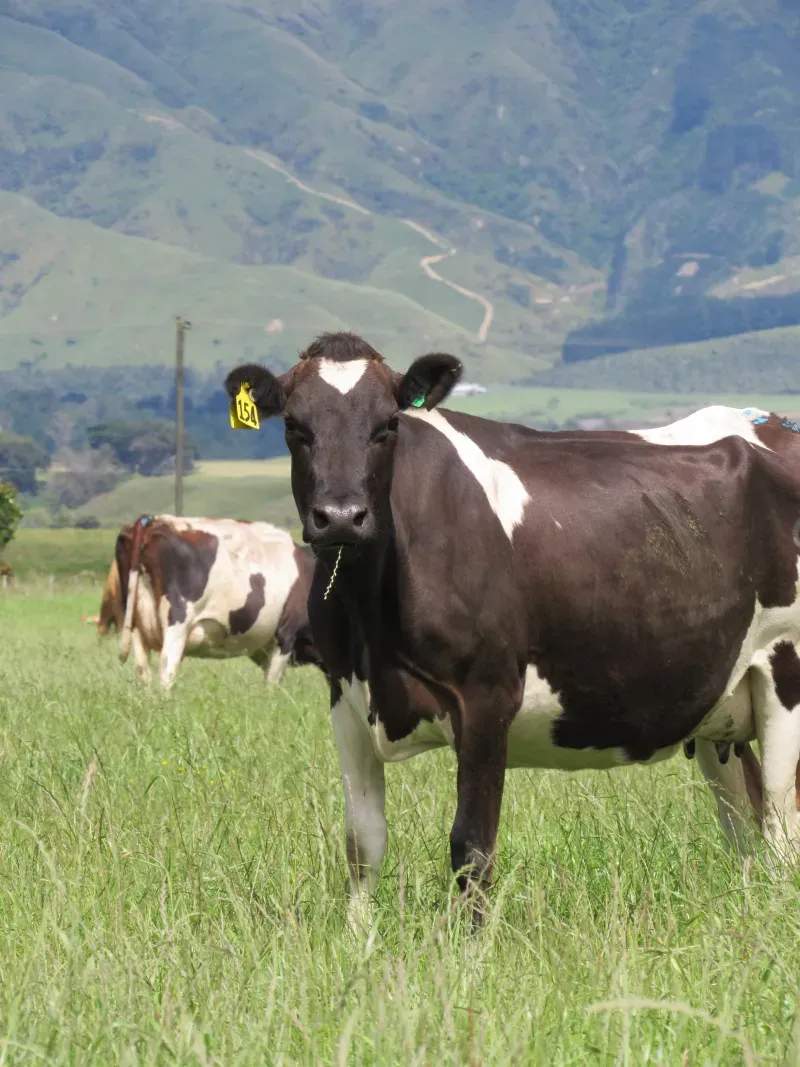 Greenfield Dairy Co.