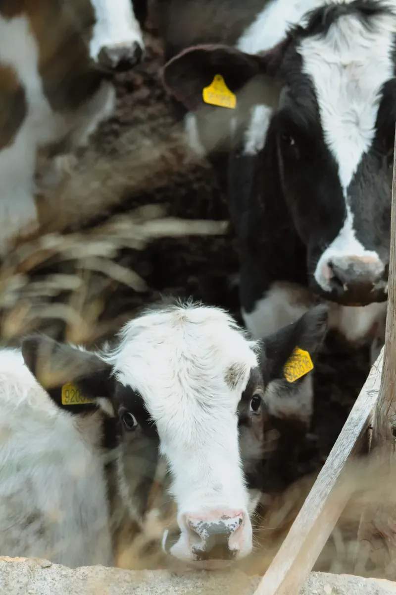 Fresh milk supply and delivery