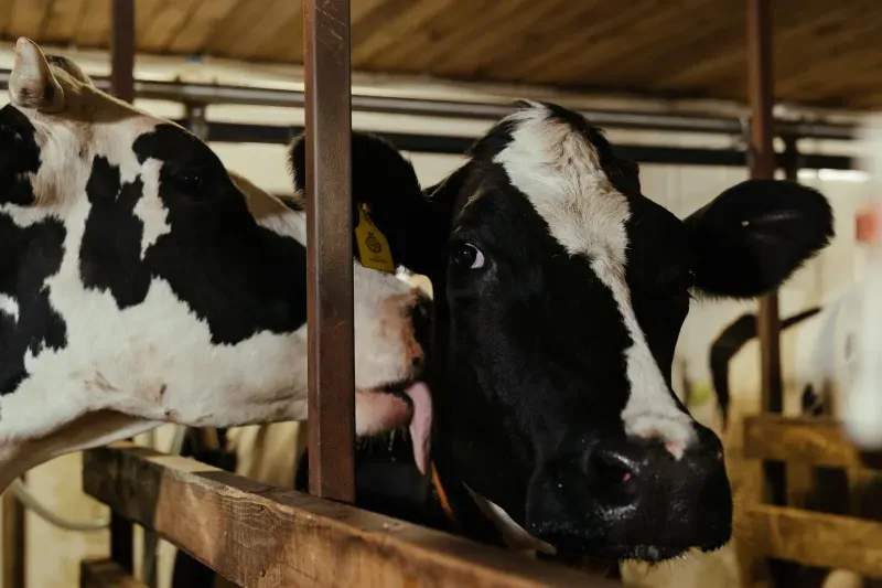 Private label dairy packing